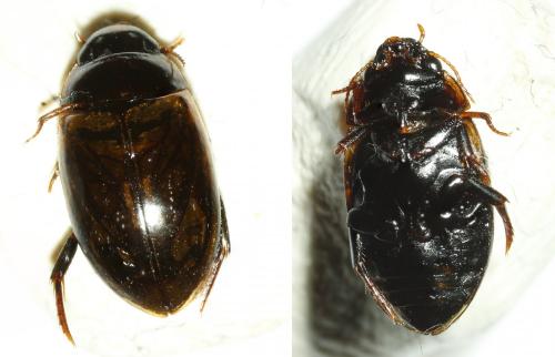 Réf. 181 960 : Agabus paludosus